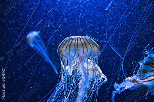 jellyfish floating in aquarium isolated shown. long tentacles. Marine animal.