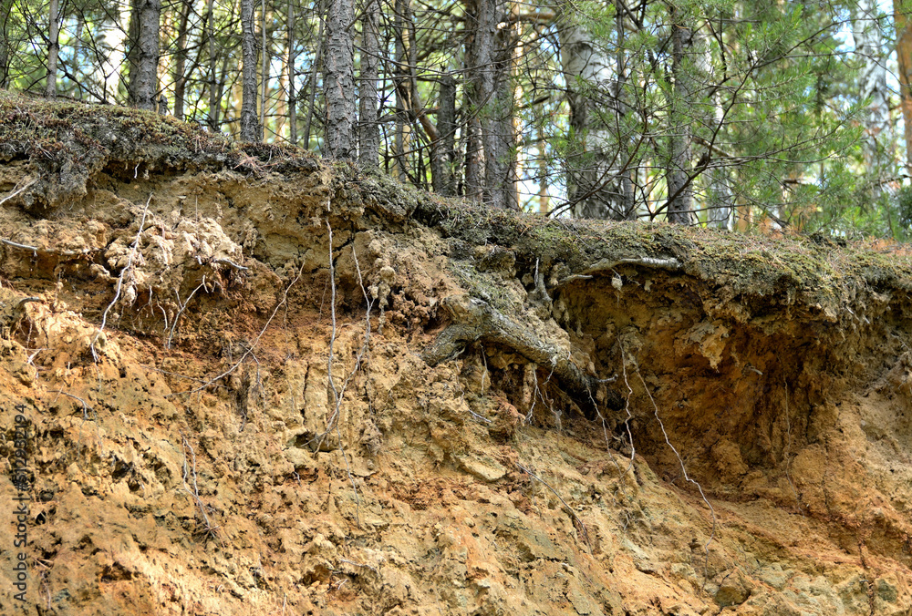 The edge of a forest ravine on a summer day