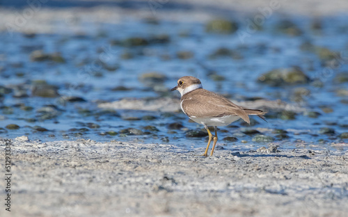 Common Ringed Plover (Charadrius hiaticula) is a wetland bird. It is a rare bird.