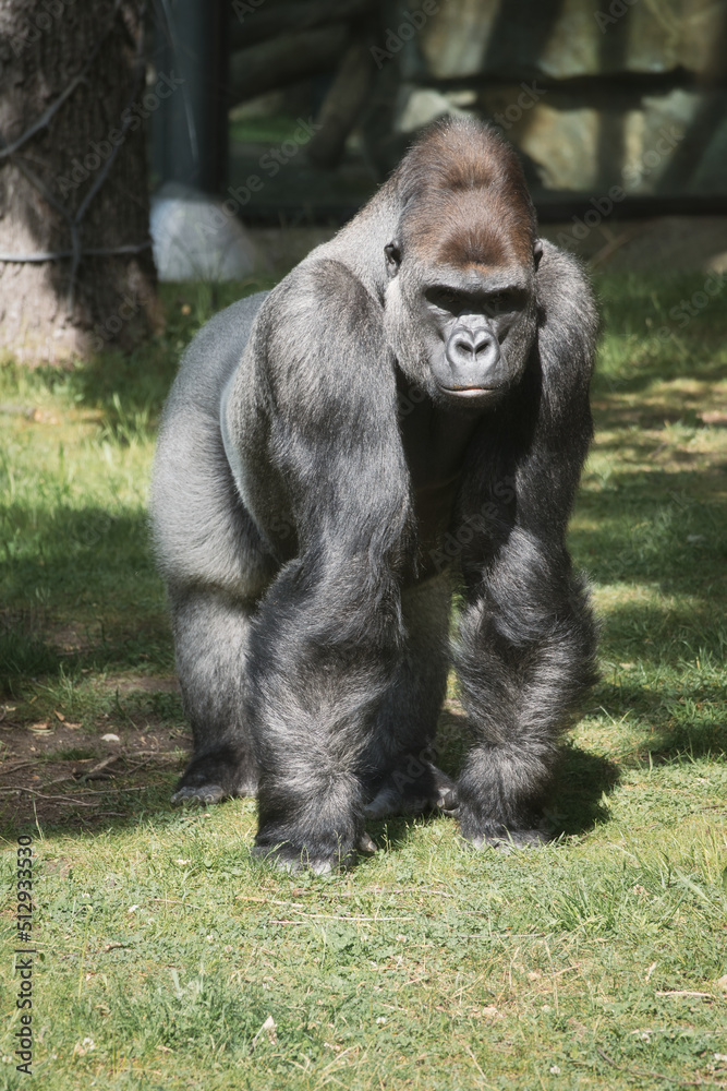 Gorilla, Silver back. The herbivorous big ape is impressive and strong.