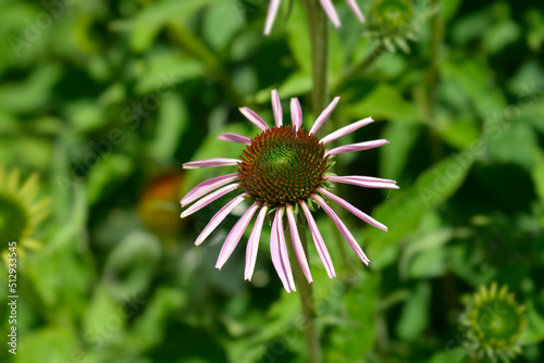 Pink coneflower