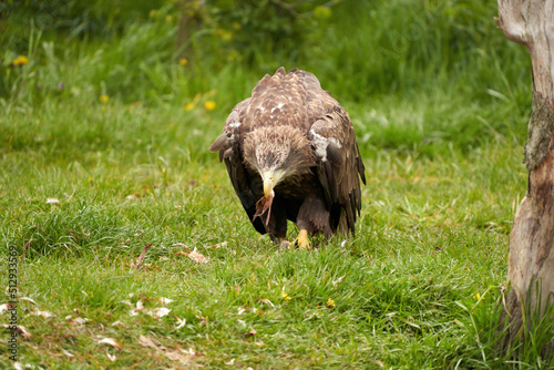 A detailed bald eagle, yellow beak. The bird is in the grass. Allert, brown, front view, claws photo