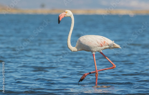 Greater Flamingo (Phoenicopterus roseus) usually lives at the Izmir Bird Paradise İn Turkey. Flamingos are wetland birds.