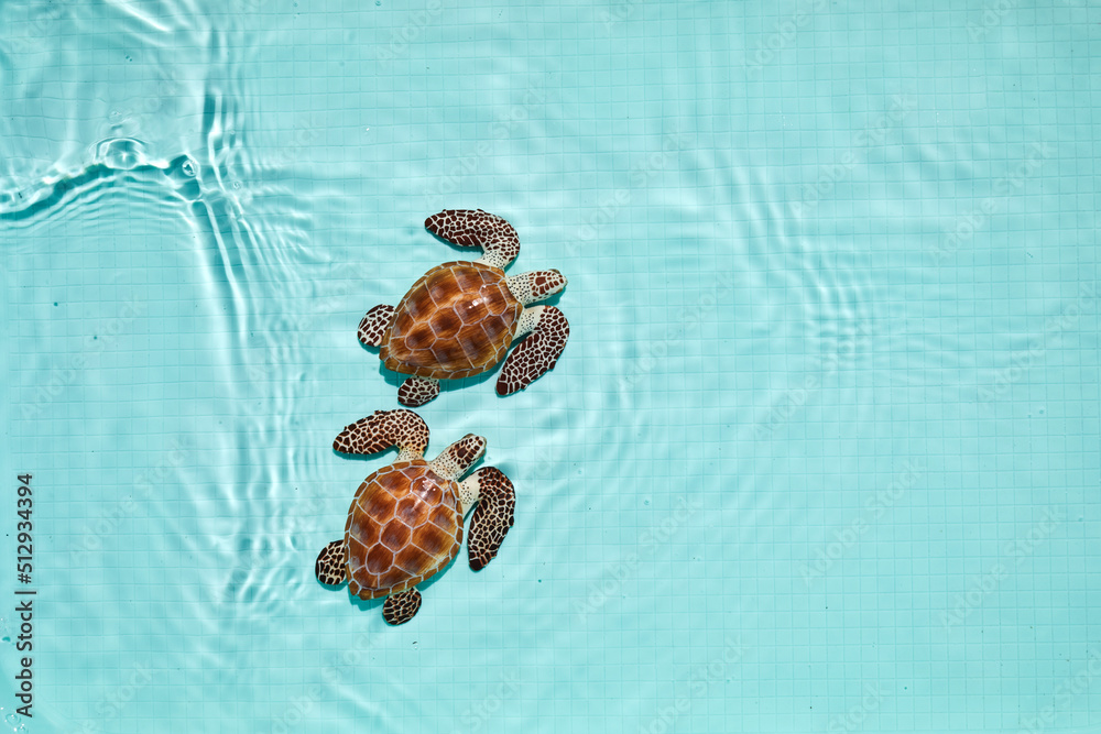 Fototapeta premium Cute sea turtles in water. Top view