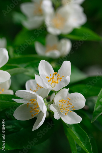 Close up of jasmine flowers in a garden.
