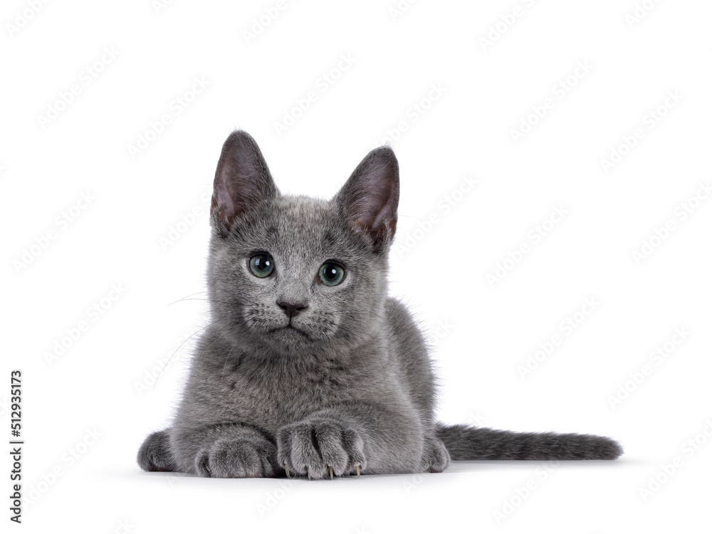 Russian Blue kitten on white background