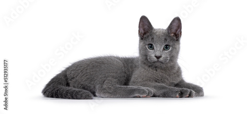 Foto True typed Russian Blue cat kitten, laying down side ways