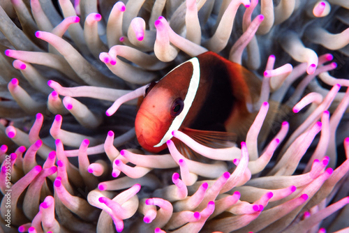 Tomato anemonefish, Amphiprion frenatus, also known as blackback anemonefish  photo