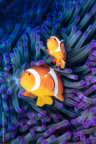 Clownfish Couple, Amphiprion Ocellaris photo