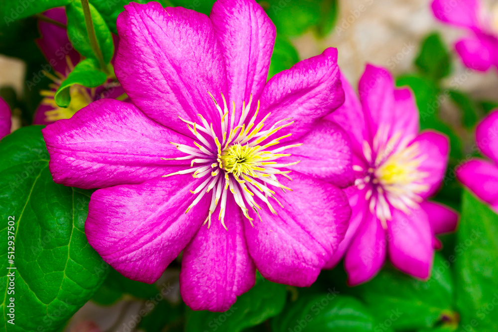 Flowering Pink Clematis Clematis hybrida on a pink background. Beautiful purple flowering Clematis. A large clematis flower with yellow finger-like stamens. Flowering Pink Clematis Clematis hybrida on a pink background. Beautiful purple flowering Clematis. A large clematis flower with yellow finger-like stamens.