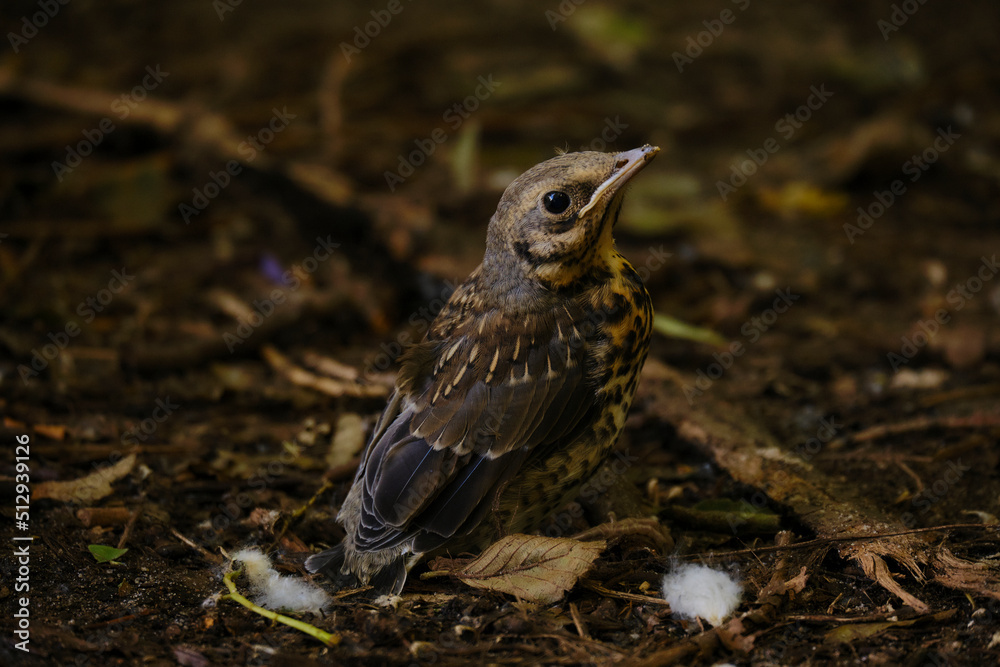 The chick fieldfare In the forest on the ground. Park. Bird.