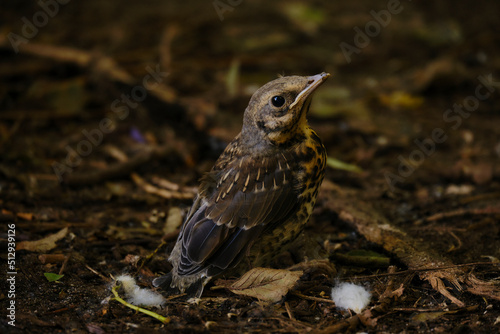 The chick fieldfare In the forest on the ground. Park. Bird.