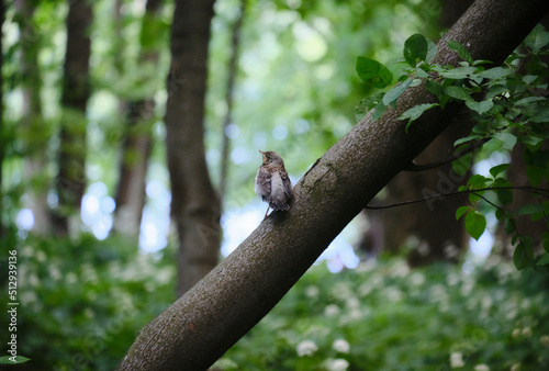The chick fieldfare In the forest on the ground. Park. Bird.