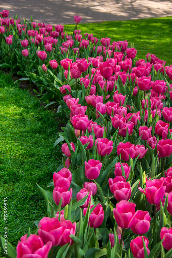 Bunte Tulpen im Park an einem sonnigen Tag