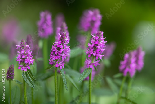 Dichtblütiger Ziest (Stachys monnieri) im Garten