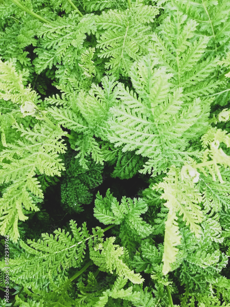 Fototapeta premium green leaves in summer 