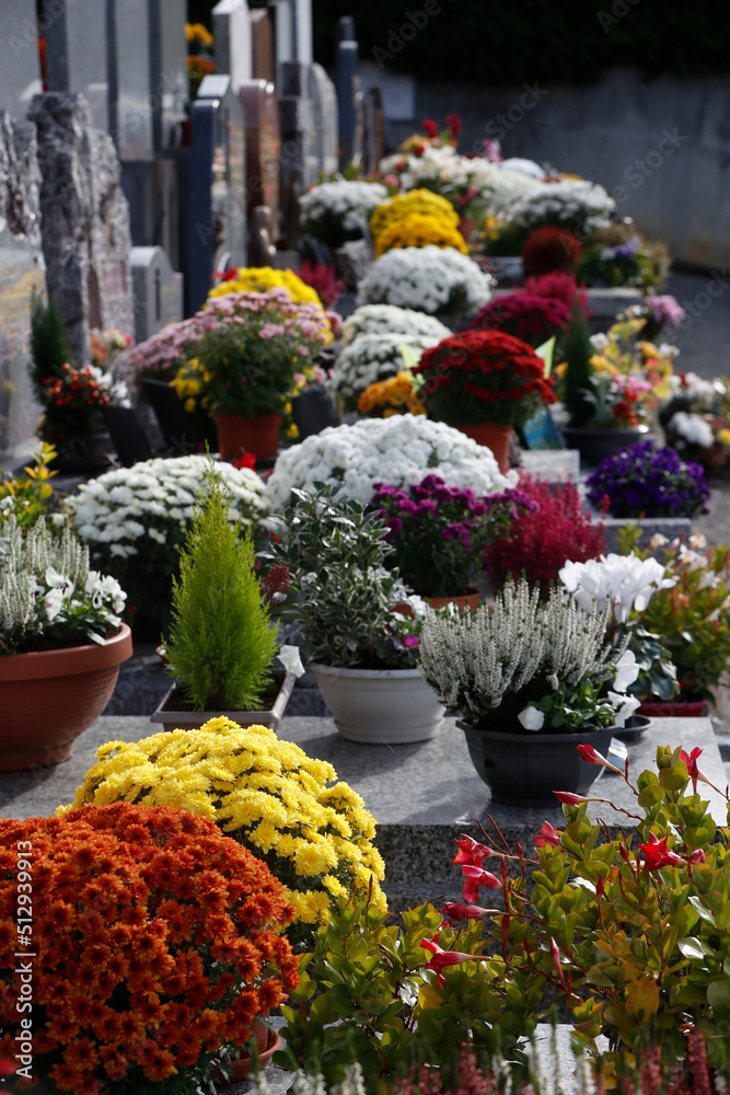 Cemetery on All Saints' Day. Chrysanthemum on grave. Saint Gervais. France. 01.11.2017 Cemetery on All Saints' Day. Chrysanthemum on grave. Saint Gervais. France. 01.11.2017
