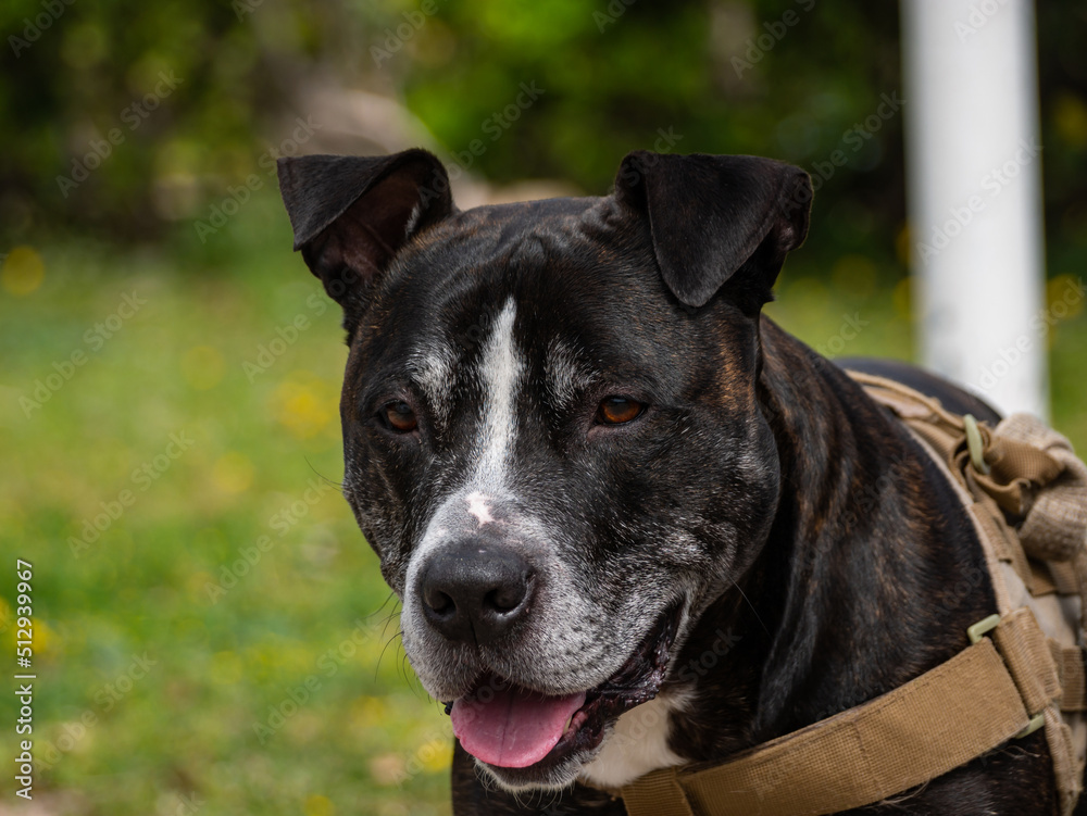 head portrait of a black american pit bull terrier