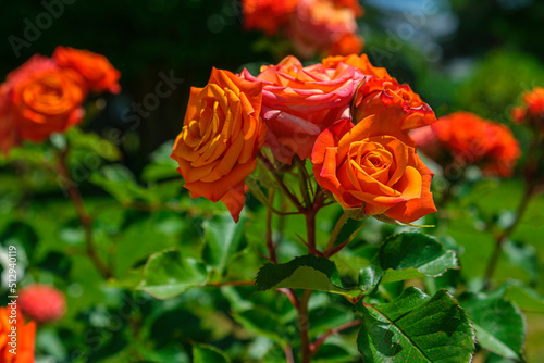 Lush bush of orange roses, beautiful blossom flowers at sunny summer day. Gardening, floristry, landscaping concept. For covers, postcards, copy space