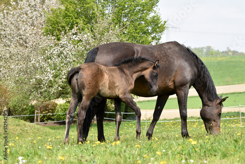 Warmblutstute und Fohlen