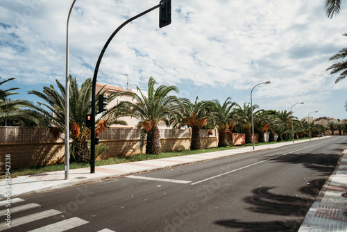 Street Palms