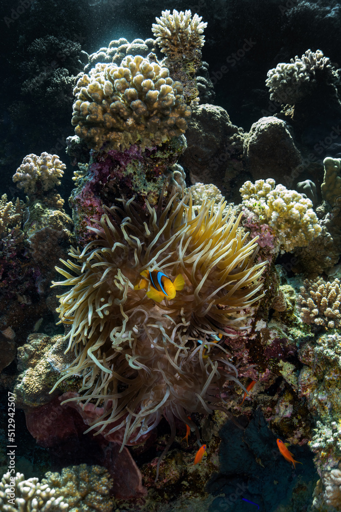 Fototapeta premium colored coral reef and anemone fish in the sea