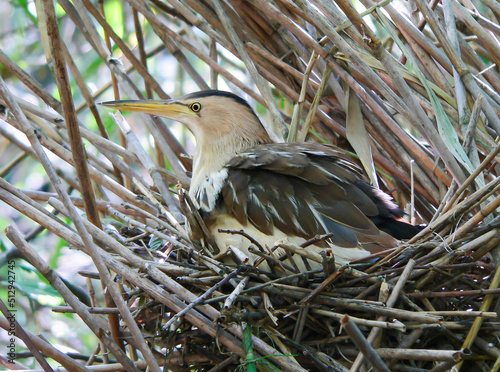 Little bittern nests in dense thickets of willow and reeds along the shores of small reservoirs
