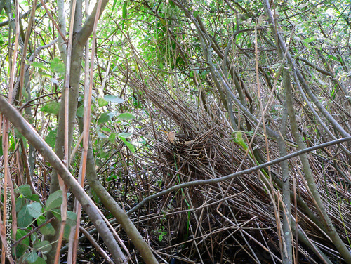 Little bittern nests in dense thickets of willow and reeds along the shores of small reservoirs