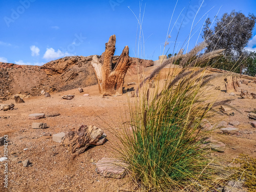 A bush of Cenchrus setaceus grass against the background of a desert landscape with a dry tree stump. Beautiful scene of the Sinai desert near Sharm El Sheikh, Egypt photo