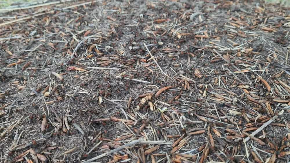 Community of ants working at the anthill, close up Community of ants working at the anthill, close up
