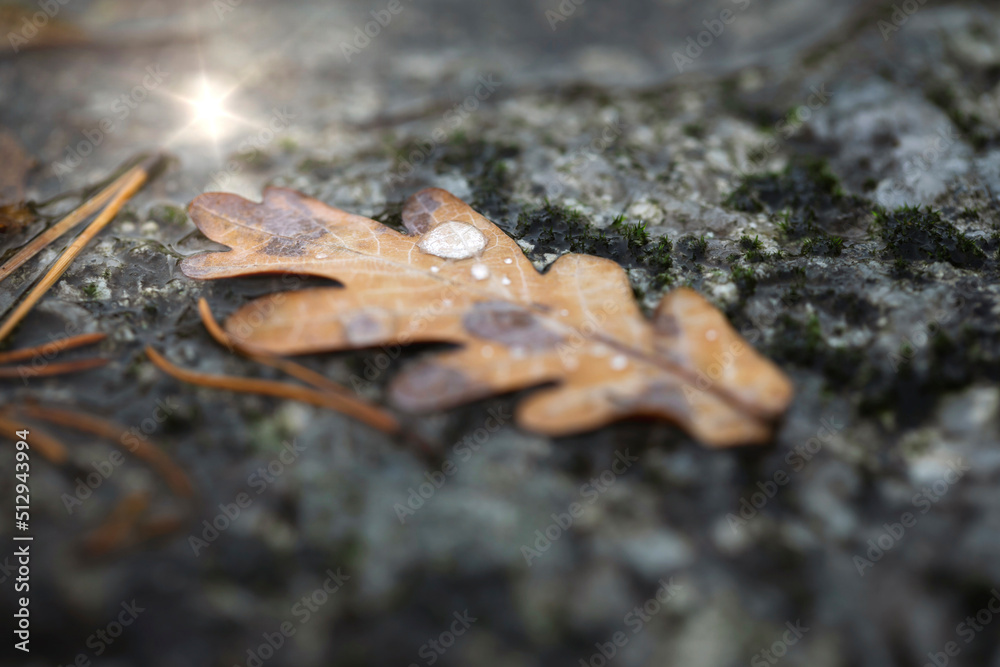 Oak leaf with raindrop on stone