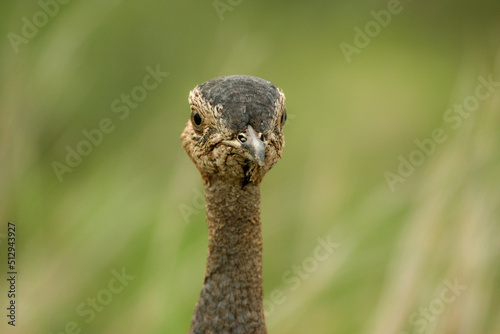 Red-crested Korhaan, Kruger National Park, South Africa