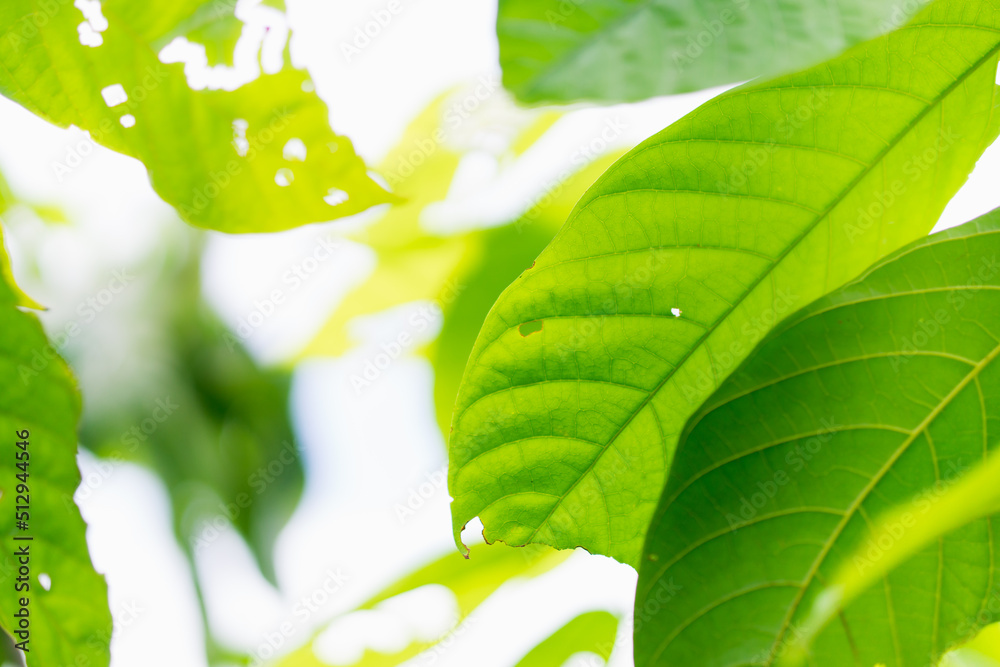 Fototapeta premium Abstract closeup nature view of green leaf on sunlight using as background and fresh ecology wallpaper concept