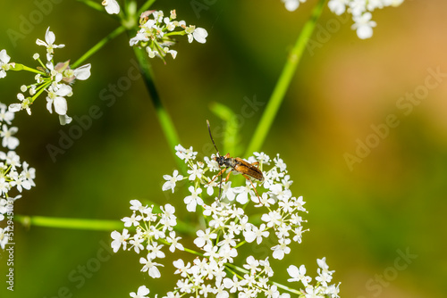 On a flower photo