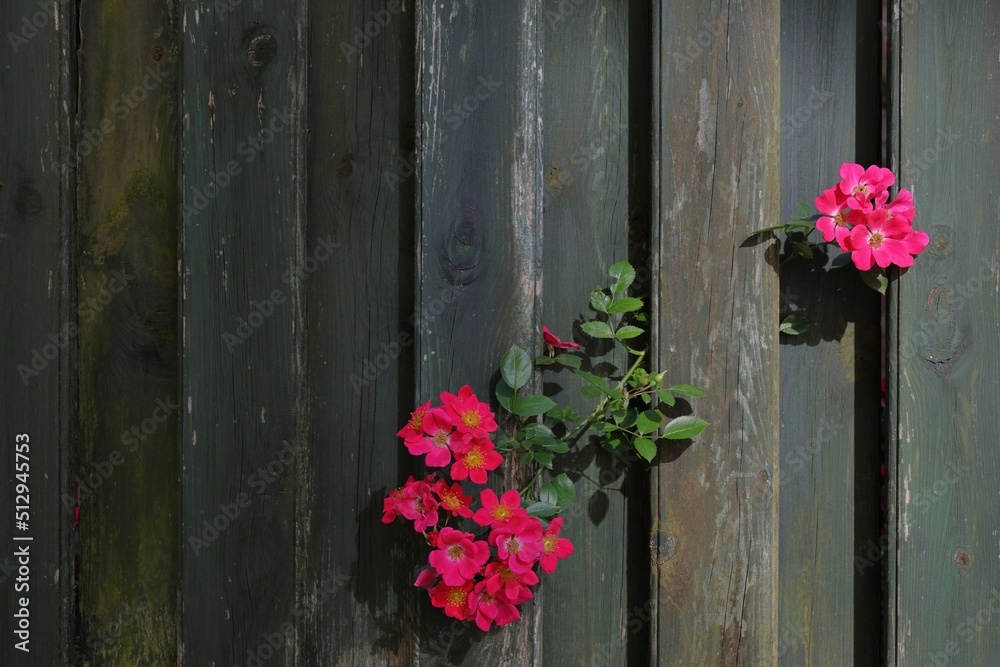 Fototapeta premium Roses with the shabby wooden planks in the background