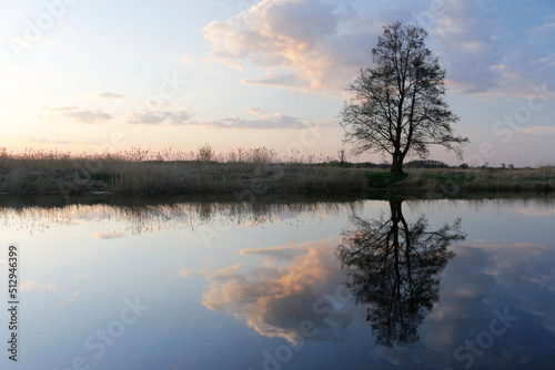 silhouette of a tree against the sky at sunset and reflection in the river, beautiful landscape, best for wallpaper