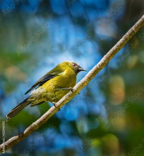 New Zealand bellbird (Anthornis melanura), also known by its Maori names korimako, perched high on a tree branch. Vertical format.