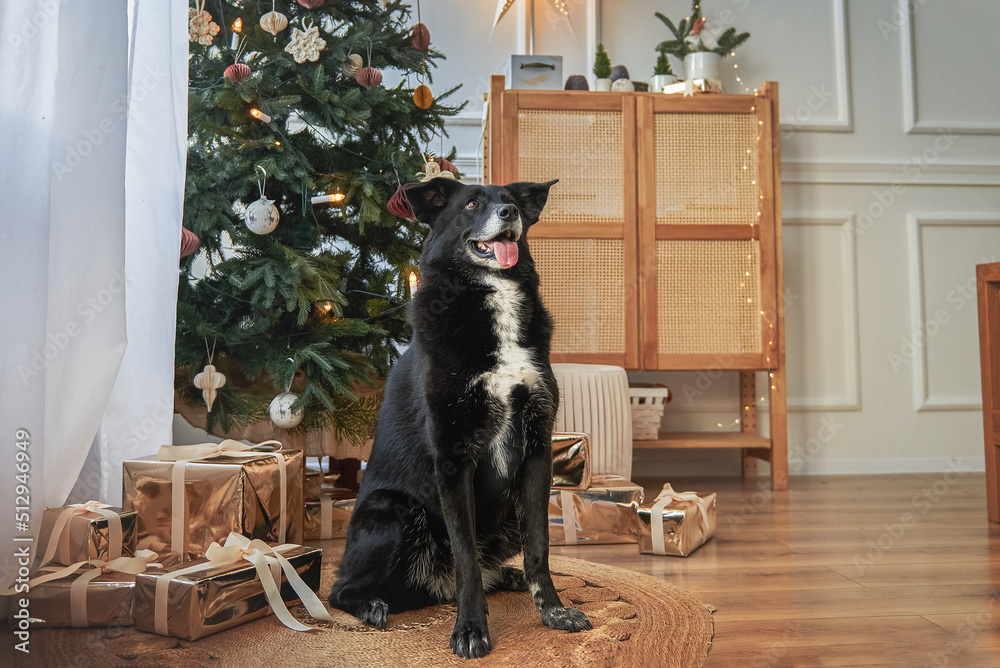 Black and white dog sits next to the New Year and Christmas tree