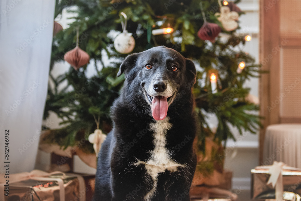 Black and white dog on the background of the New Year and Christmas tree