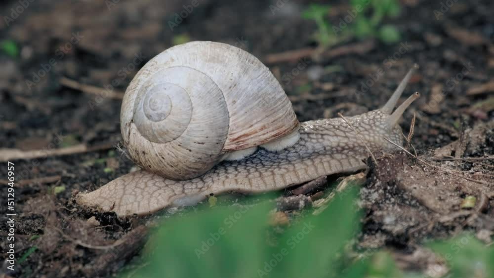 snail slowly crawls on the forest ground snail slowly crawls on the forest ground