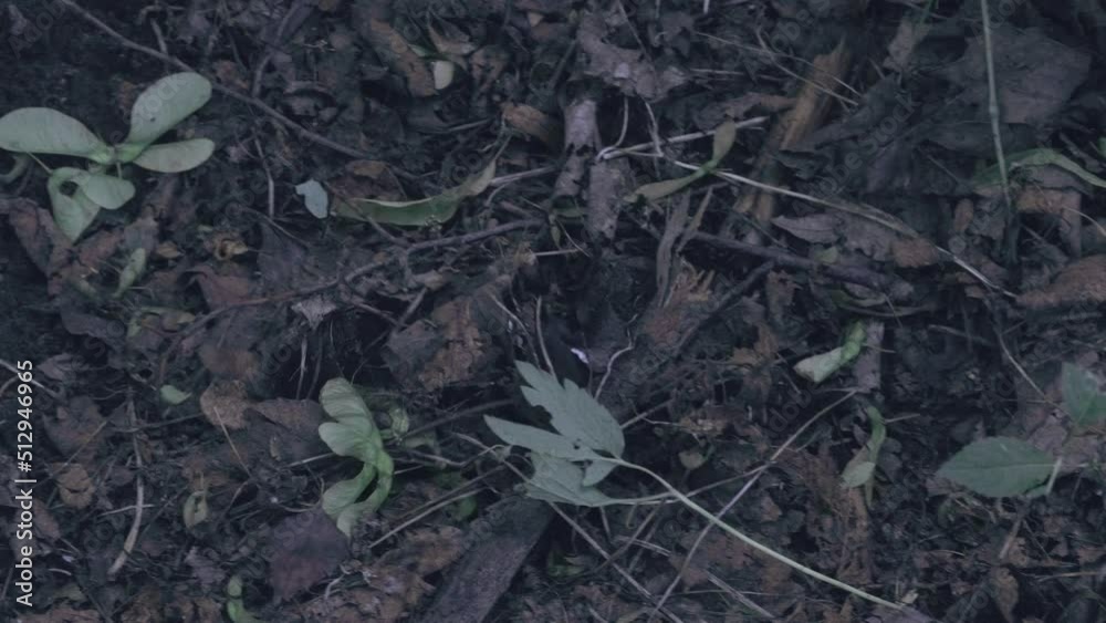 Mole digs the ground and runs through the forest. European mole is a mammal of the order Eulipotyphla.