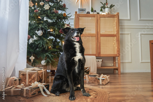 Obraz na płótnie Black and white dog sits next to the New Year and Christmas tree w salonie