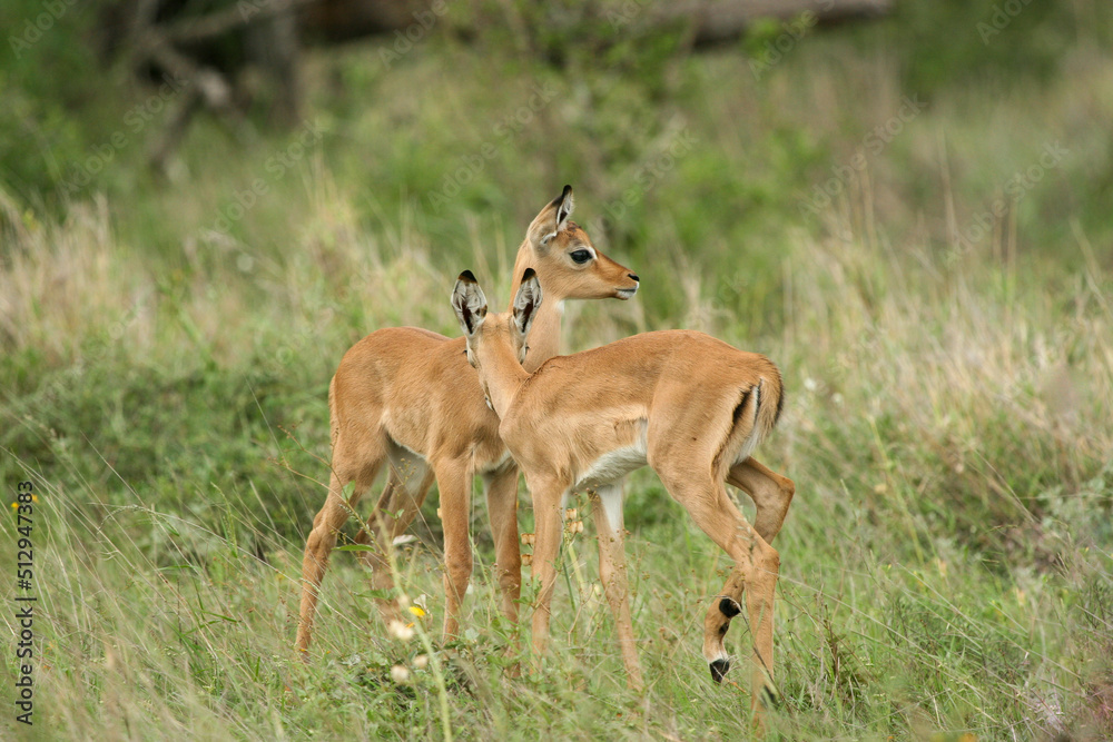 Impala calves, Kruger National Park, South Africa