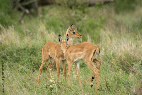 Impala calves, Kruger National Park, South Africa