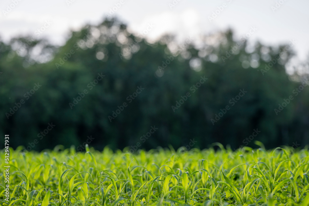 Background photo of a farm field with young corn plantings and a forest edge.