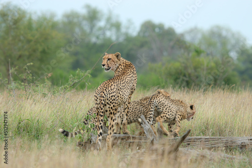 Cheetah, Kruger National Park, South Africa