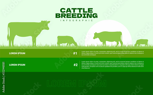 cattle breeding infographic background flat design. vector illustration