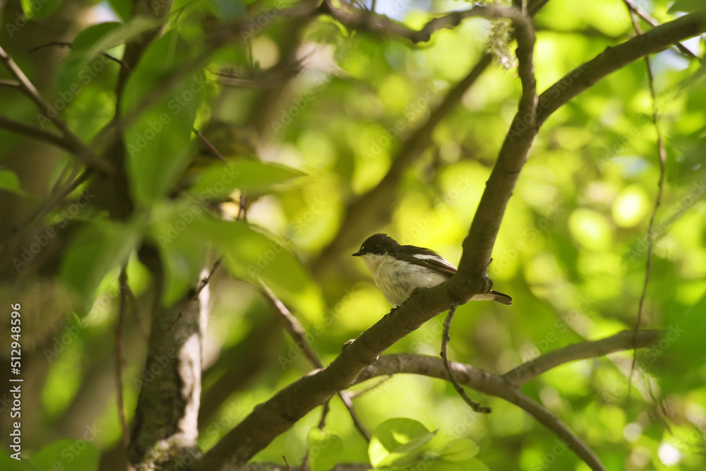 Little bird sitting Little bird sitting