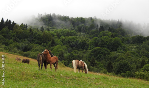 Konie w Polskich górach