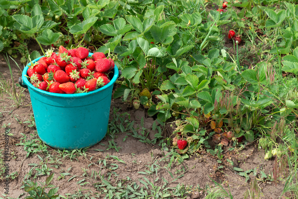 harvesting strawberries, a bucket of strawberries in a field harvesting strawberries, a bucket of strawberries in a field